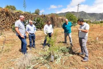 Plantación de 4.400 almendreros, nogales, higueras y olivos en Valsequillo (Foto TA)